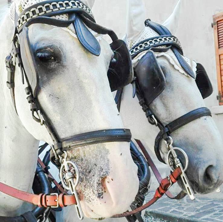 Cavalli bianchi che trainano la carrozza a zucca
